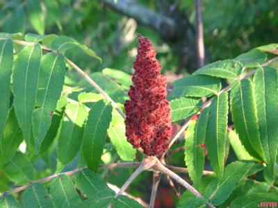 Rhus typhina L. (staghorn sumac), inflorescence 