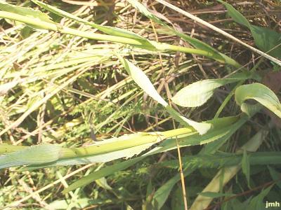 Eryngium yuccifolium Michx. (button eryngo), leaves