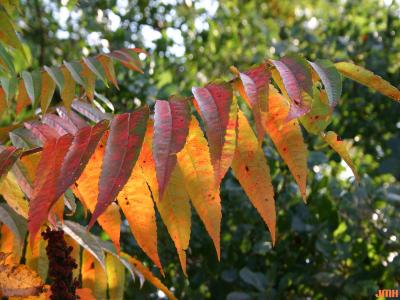 Rhus typhina L. (staghorn sumac), leaves, fall color