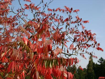 Rhus typhina L. (staghorn sumac), branches of , leaves, fall color
