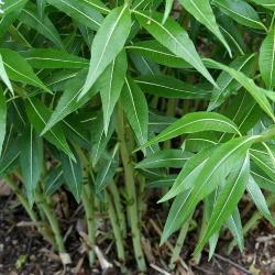 Amsonia illustris Woodson (Ozark blue star), linear leaves, five-lobed flowers