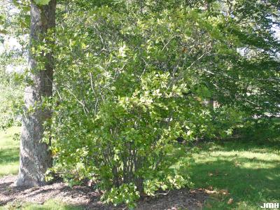 Ilex verticillata (L.) Gray (common winterberry), habit