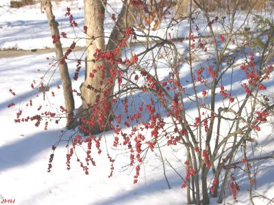 Ilex verticillata ‘Winter Red’ (Winter Red common winterberry), habit in winter