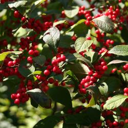 Ilex ‘Sparkleberry’ (Sparkleberry winterberry), branches with fruit
