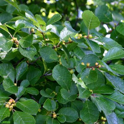 Ilex verticillata (L.) Gray (common winterberry), leaves