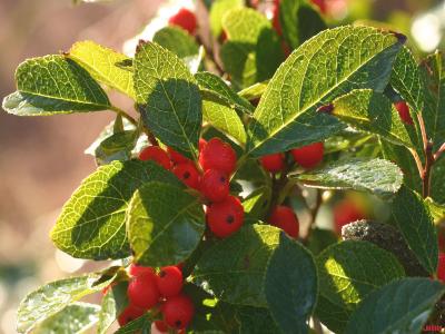 Ilex verticillata (L.) Gray (common winterberry), leaves and fruit