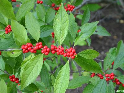 Ilex verticillata ‘Winter Red’ (Winter Red common winterberry), fruit and leaves