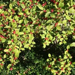Ilex ‘Sparkleberry’ (Sparkleberry winterberry), leaves and fruit