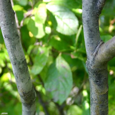Ilex verticillata (L.) Gray (common winterberry), close-up of branches