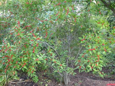 Ilex verticillata ‘Winter Red’ (Winter Red common winterberry), habit