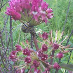 Asclepias purpurascens L. (purple milkweed), inflorescences in umbels with a monarch caterpillar feeding on flowers
