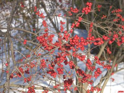 Ilex verticillata ‘Winter Red’ (Winter Red common winterberry), fruit on branches 