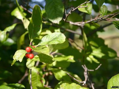 Ilex verticillata (L.) Gray (common winterberry), leaves and fruit