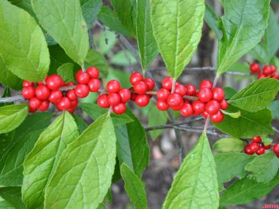 Ilex verticillata ‘Winter Red’ (Winter Red common winterberry), fruit and leaves