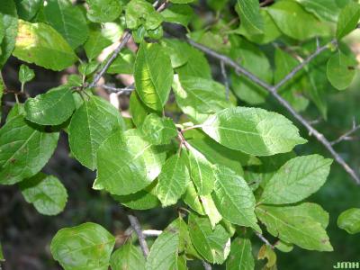Ilex verticillata (L.) Gray (common winterberry), leaves, upper surface
