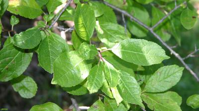 Ilex verticillata (L.) Gray (common winterberry), leaves, upper surface