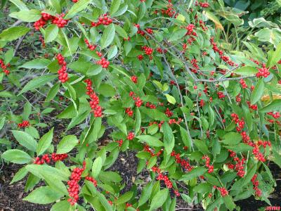 Ilex verticillata ‘Winter Red’ (Winter Red common winterberry), branches with fruit