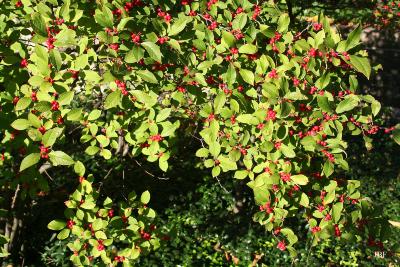 Ilex 'Sparkleberry' (winterberry), branches