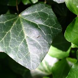Hedera helix ‘Woerner’ (Woerner ivy), leaves