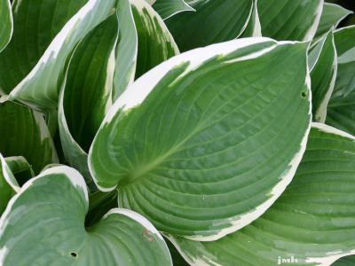 Hosta ‘Francee’ (Francee hosta), close-up of leaf