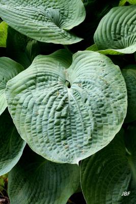 Hosta sieboldiana ‘Elegans’ (Elegant Siebold’s hosta), leaves
