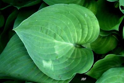 Hosta ‘Pearl Lake’ (Pearl Lake hosta), leaf