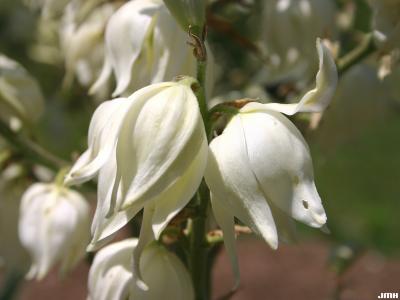 Yucca smalliana Fern. (Adam’s needle), close-up of flowers
