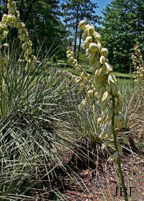 Yucca glauca Nutt. (soapweed), flowers