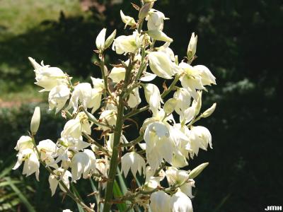 Yucca smalliana Fern. (Adam’s needle), white flowers
