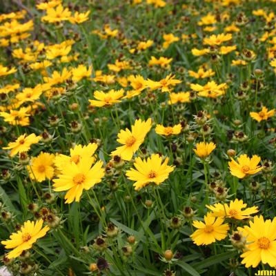Coreopsis grandiflora 'Sunny Day' (Sunny Day coreopsis), flowers, habit