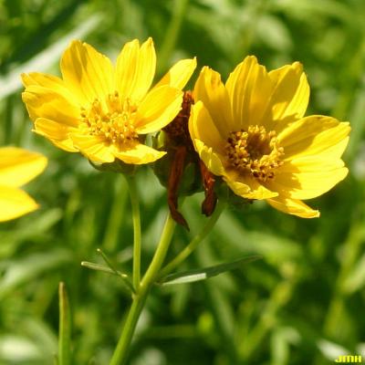 Coreopsis palmata Nutt. (prairie coreopsis), close-up of flowers