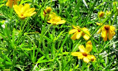 Coreopsis palmata Nutt. (prairie coreopsis), flowers