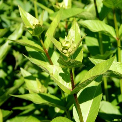 Silphium integrifolium Michx. (rosinweed), leaves and flower buds