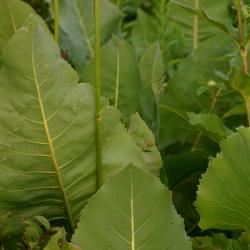 Silphium terebinthinaceum Jacq. (prairie dock), leaves
