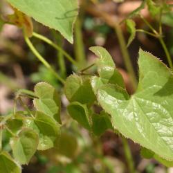 Epimedium grandiflorum 'Orange Queen' (Orange Queen longspur barrenwort), leaves