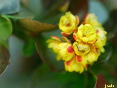 Berberis thunbergii sp. (JAPANESE BARBERRY), flower