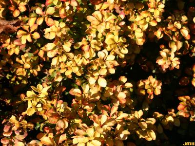 Berberis thunbergii 'Bogozam' (BONANZA GOLD™ - Japanese barberry), leaves