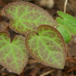 Epimedium ×perralchicum ‘Frohnleiten’ (Frohnleiten barrenwort), leaves