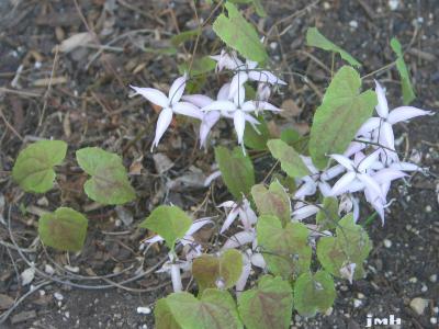 Epimedium brachyrrhizum W. T. Stearn (short-rooted barrenwort), flower, habit