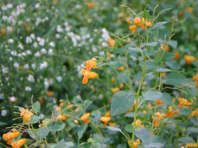 Impatiens capensis (orange jewelweed), flowers