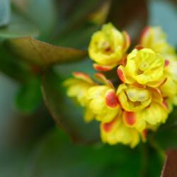 Berberis thunbergii sp. (JAPANESE BARBERRY), flower