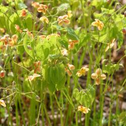 Epimedium grandiflorum 'Orange Queen' (Orange Queen longspur barrenwort), flowers