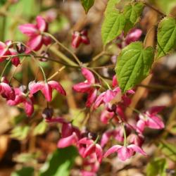 Epimedium ×rubrum C. Morr. (red barrenwort), flowers 