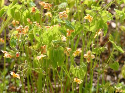 Epimedium grandiflorum 'Orange Queen' (Orange Queen longspur barrenwort), flowers