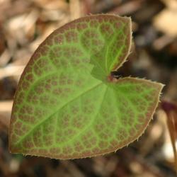 Epimedium ×versicolor ‘Sulphureum’ (yellow barrenwort), leaf