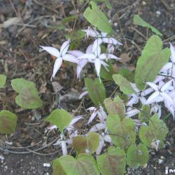Epimedium brachyrrhizum W. T. Stearn (short-rooted barrenwort), flower, habit
