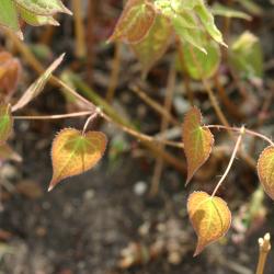 Epimedium ×rubrum C. Morr. (red barrenwort), leaves