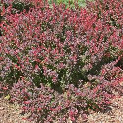 Berberis thunbergii 'Gentry' (ROYAL BURGUNDY® Japanese barberry), shrub habit