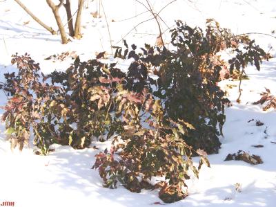 Mahonia aquifolium (Oregon grape-holly), shrub habit