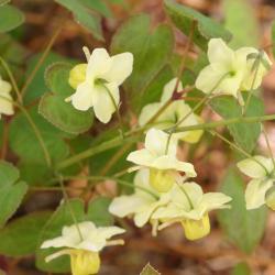 Epimedium ×versicolor ‘Sulphureum’ (yellow barrenwort), flowers
